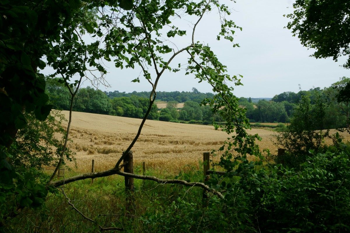 The North Downs Way