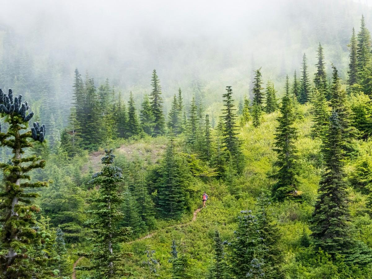 Trail running in the forest 